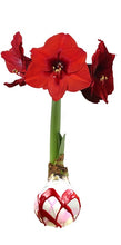 Load image into Gallery viewer, Amaryllis- Red Flower Valentine Mix