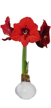 Load image into Gallery viewer, Amaryllis- Red Flower Valentine Mix