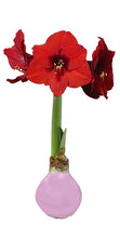 Load image into Gallery viewer, Amaryllis- Red Flower Valentine Mix

